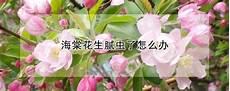 海棠花下41到43章