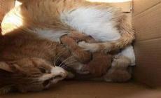 流浪猫进入我家院子