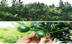 怎样制小青柑最好