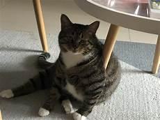 狸花猫取什么名字霸气
