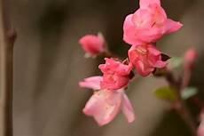 海棠花的经典诗句