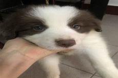 狗的分类