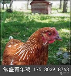 青年鸡图片