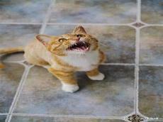 什么宠物猫不掉毛又好养