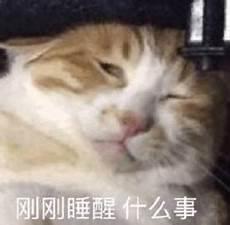 刚睡醒的猫动态表情包